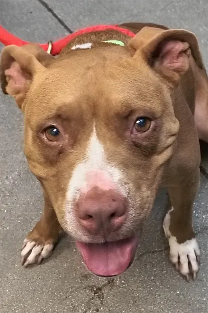 Coco