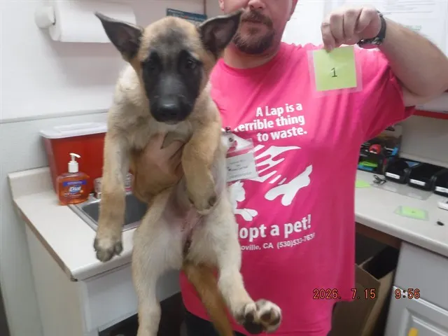 Pup1