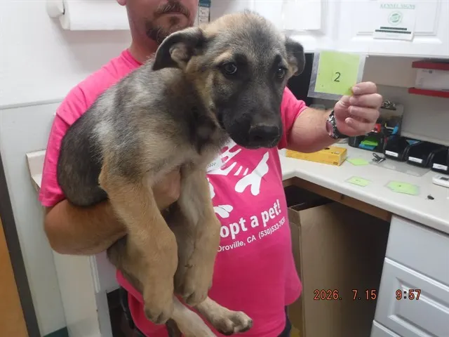 Pup2