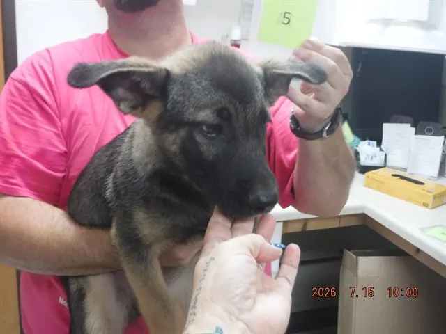 Pup5