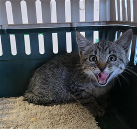Adoptable Cat