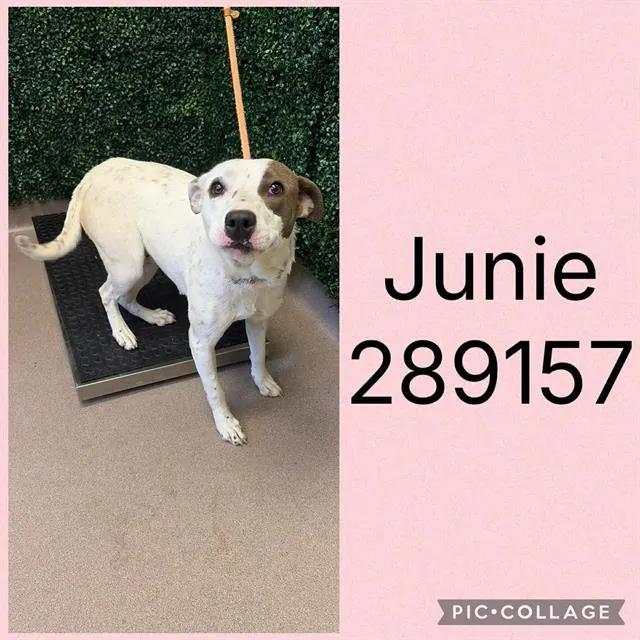 Junie
