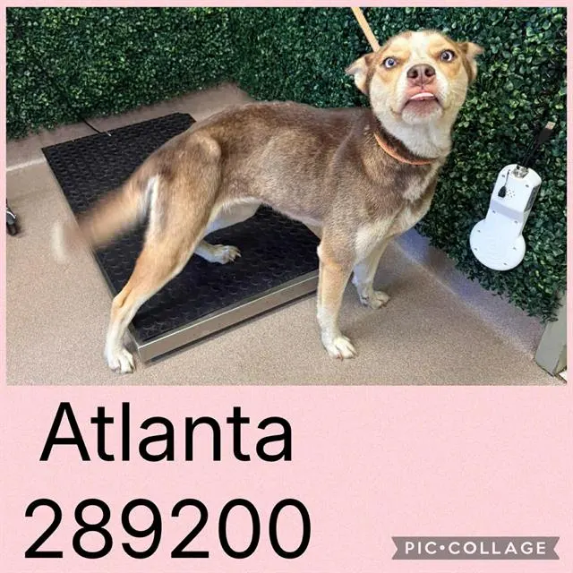 Atlanta
