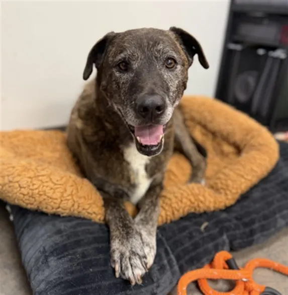 Dottie - Adoption Pending