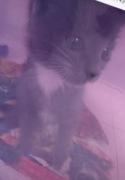 Oscar