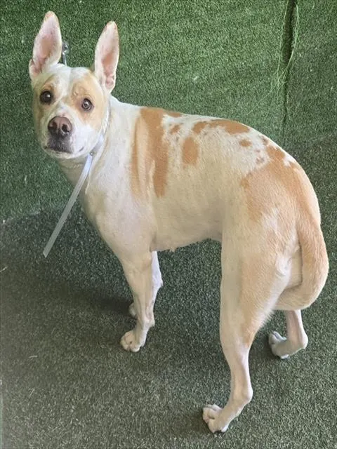 Marshmellow