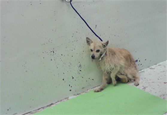 Adoptable Dog