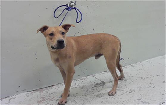 Adoptable Dog