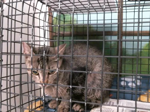 Adoptable Cat