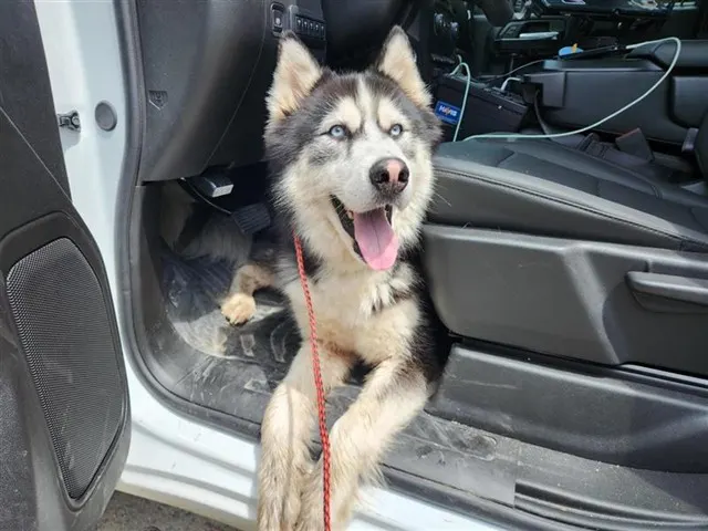 Adoptable Dog