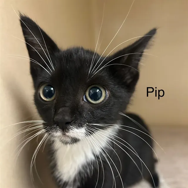 Pip