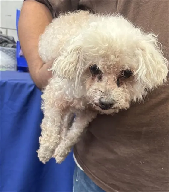 Rebel