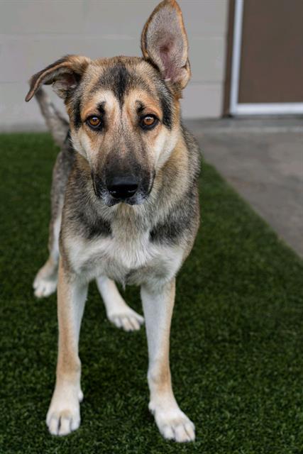 Duke