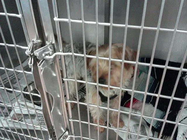 Adoptable Dog