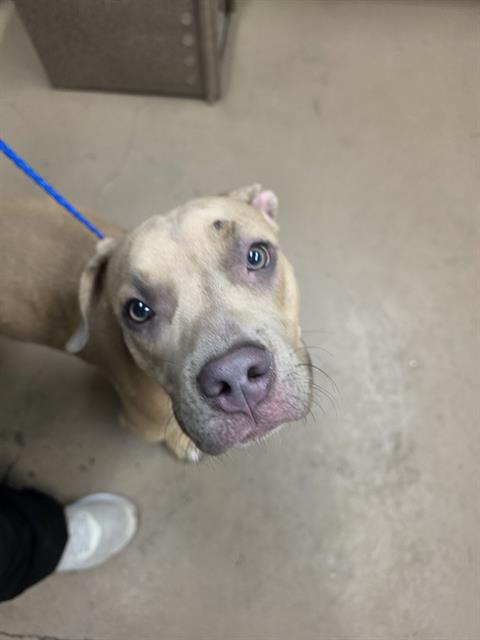 Adoptable Dog