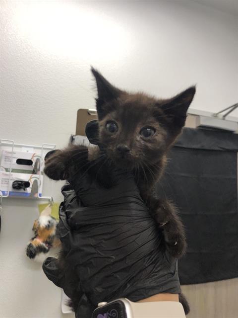 Adoptable Cat