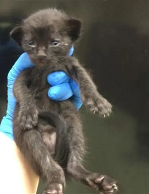 Adoptable Cat