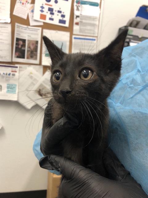 Adoptable Cat