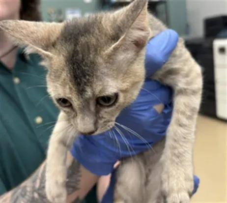 Adoptable Cat