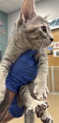 Adoptable Cat
