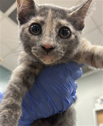 Adoptable Cat