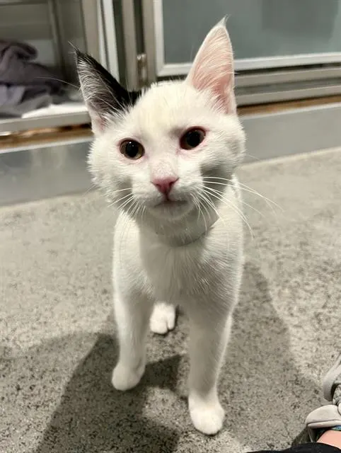 Bowie