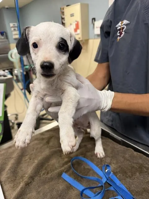 Adoptable Dog