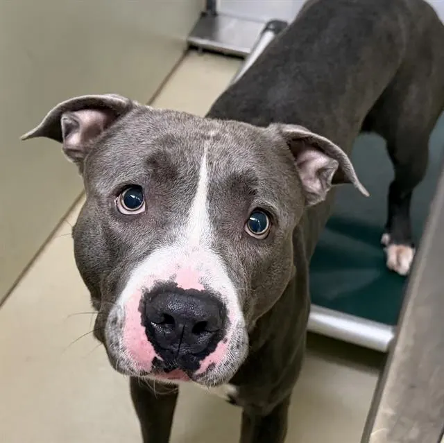 Adoptable Dog