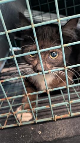 Adoptable pet