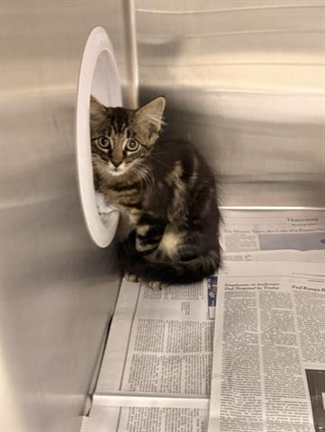 Adoptable pet