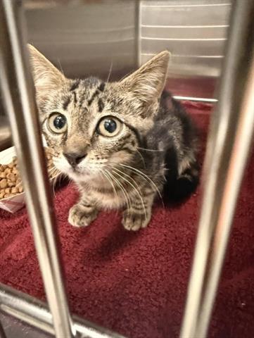 Adoptable pet