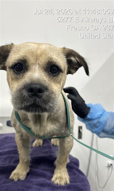 Adoptable Dog