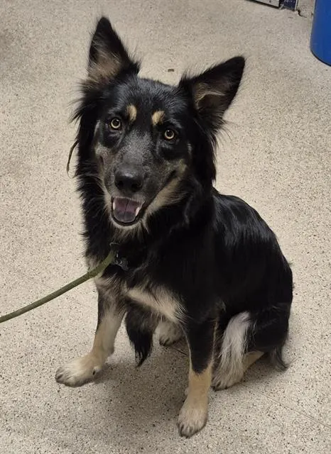 Adoptable Dog