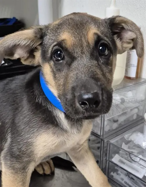 Adoptable Dog