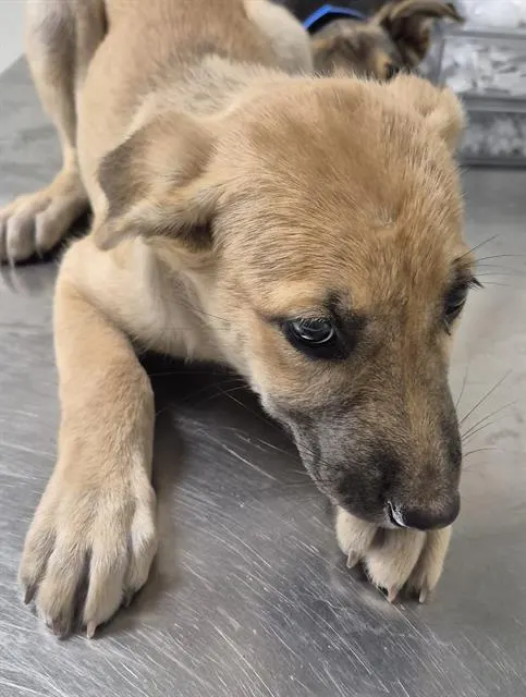 Adoptable Dog