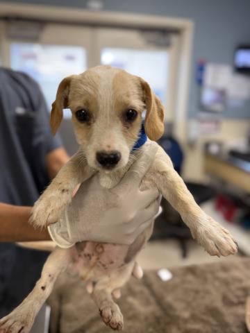 Adoptable Dog