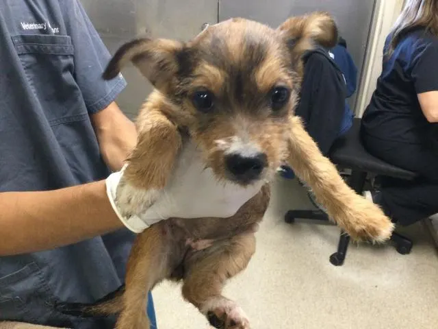 Adoptable Dog