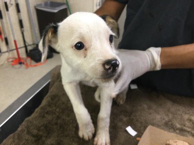 Adoptable Dog