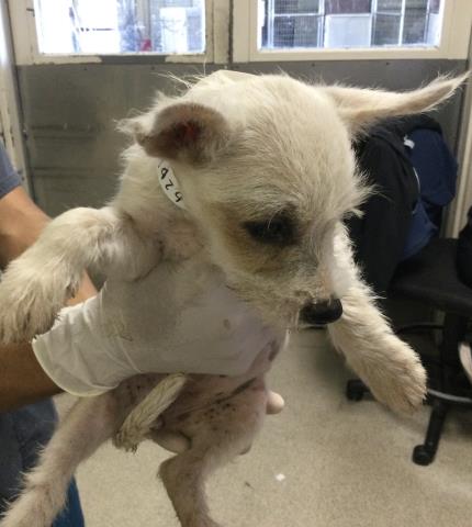 Adoptable Dog
