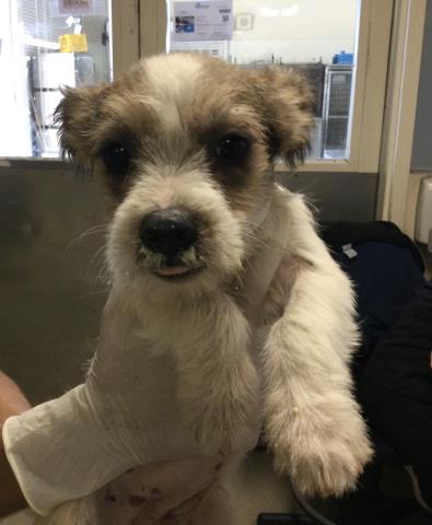 Adoptable Dog