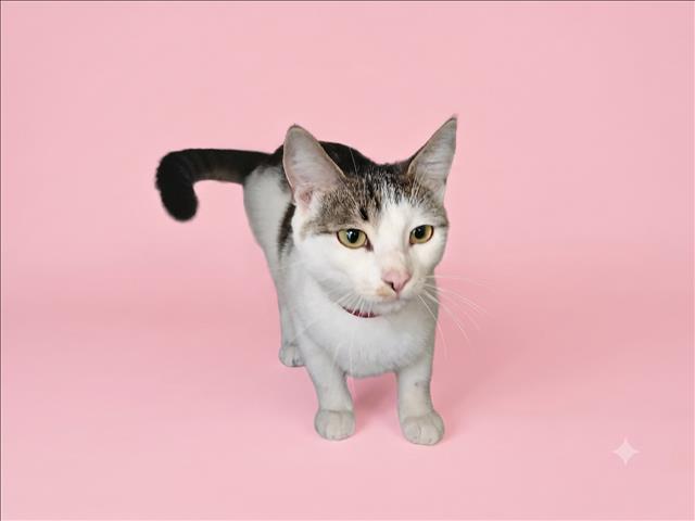 Lulu