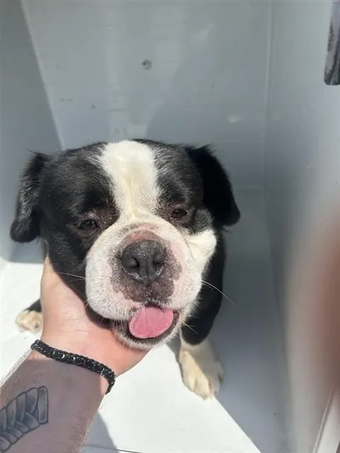 Adoptable Dog