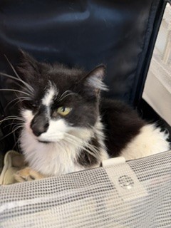 Mr. Biscuits