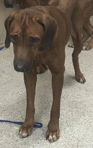 Adoptable Dog