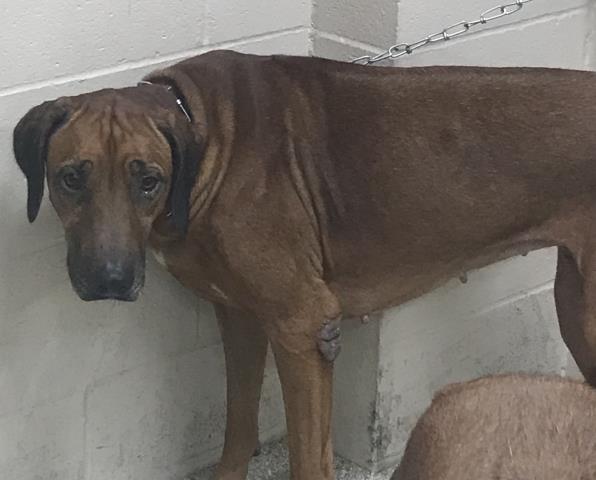 Adoptable Dog