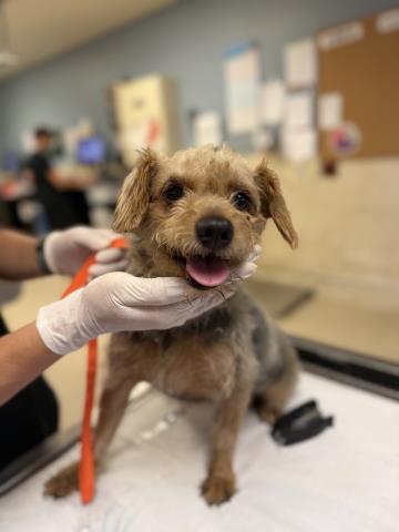 Adoptable Dog