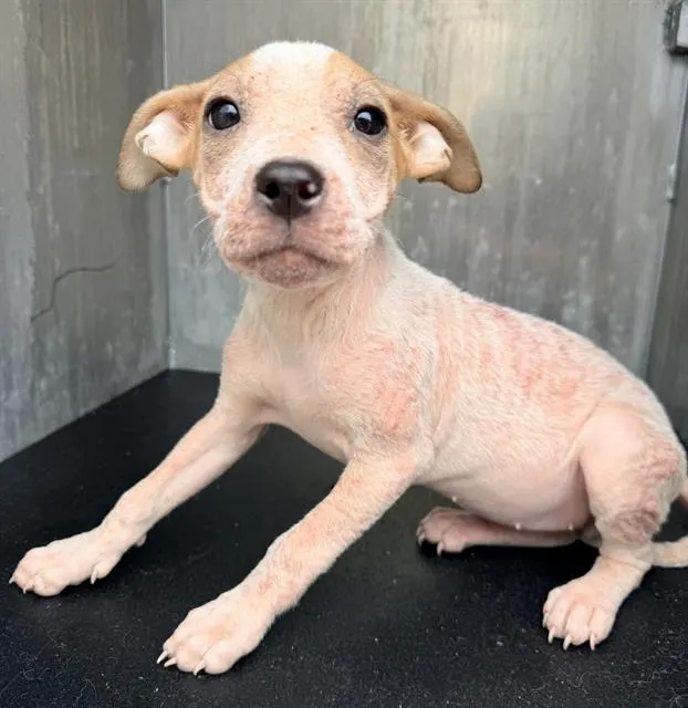 Adoptable Dog