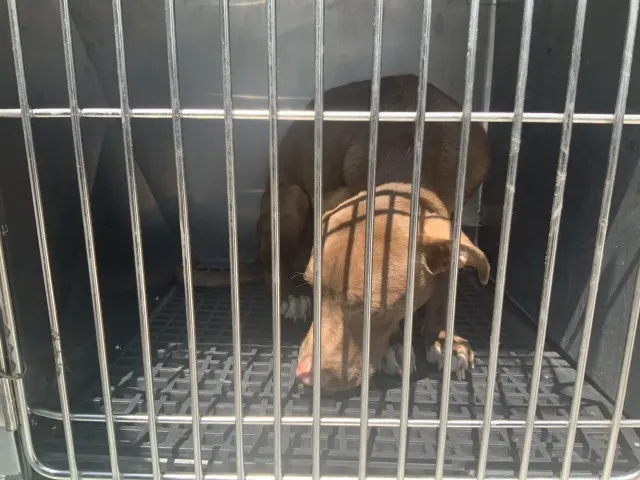 Adoptable Dog