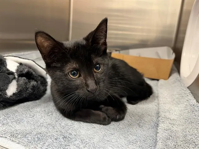 Adoptable Cat