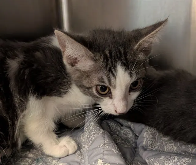 Adoptable Cat
